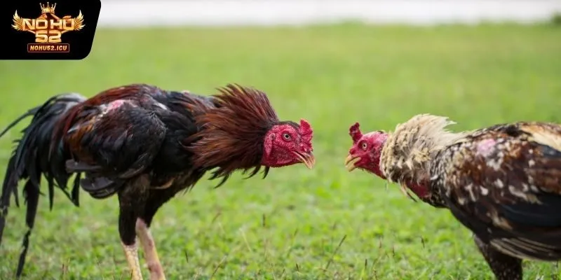 Sử dụng những chiến kê phù hợp nhất