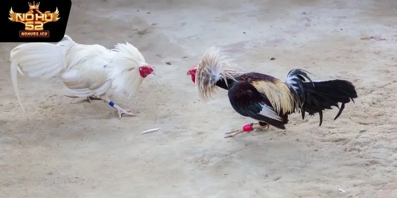 Cách chơi và luật chơi của hình thức cá cược đá gà