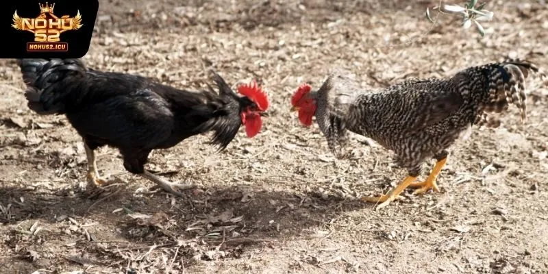 Một số loại gà được sử dụng trong đá gà cựa dao