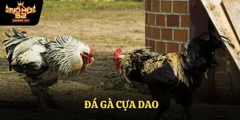 Đá Gà Cựa Dao - Bộ Môn Dành Cho Người Giàu Kinh Nghiệm